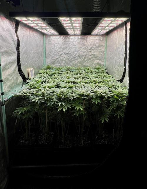 Gold Bar Kush. Week 6