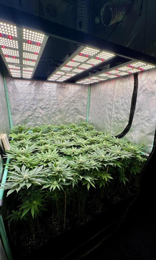 Gold Bar Kush. Week 6