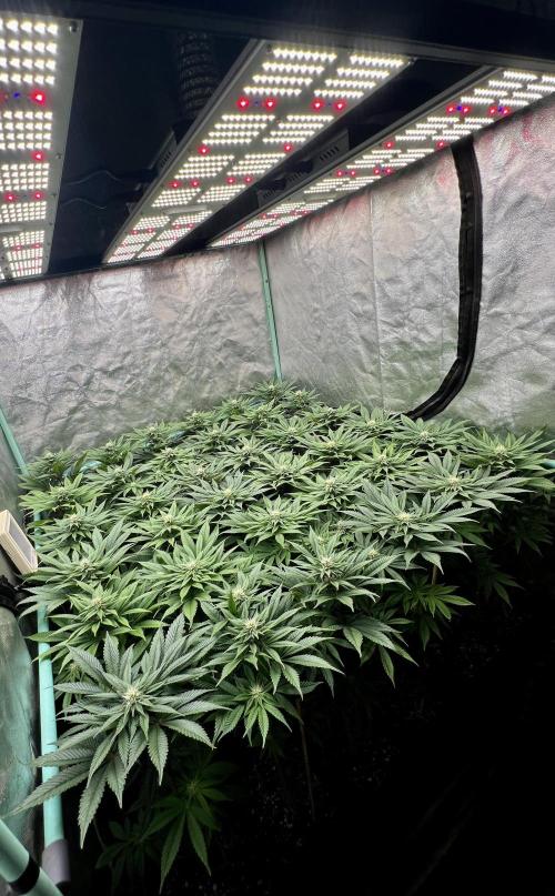Gold Bar Kush. Week 6