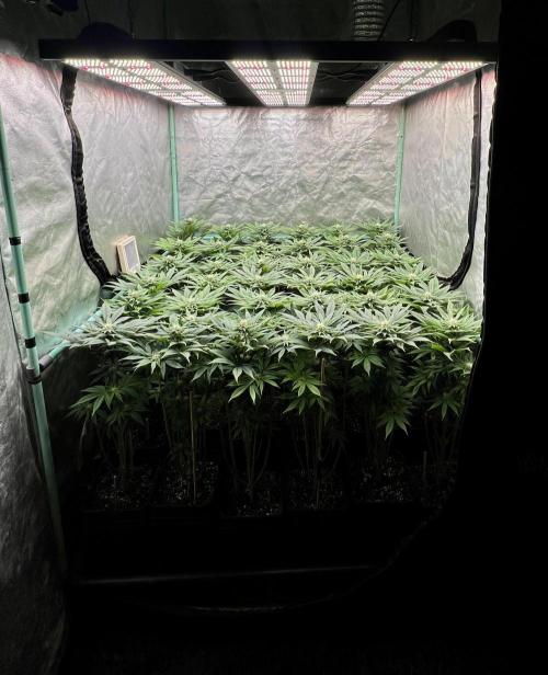 Gold Bar Kush. Week 6