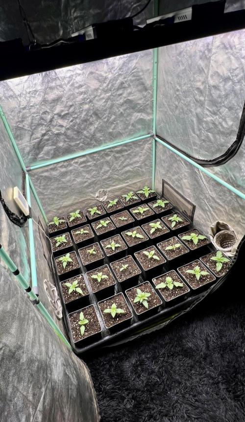 Mint Runtz. Week 1