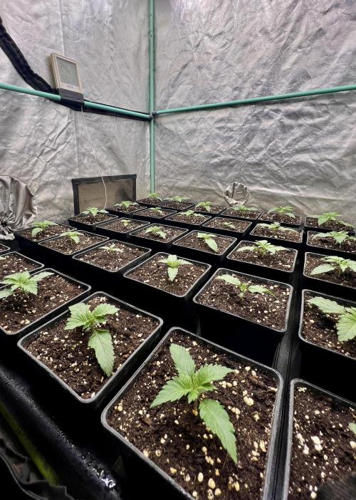 Mint Runtz. Week 1