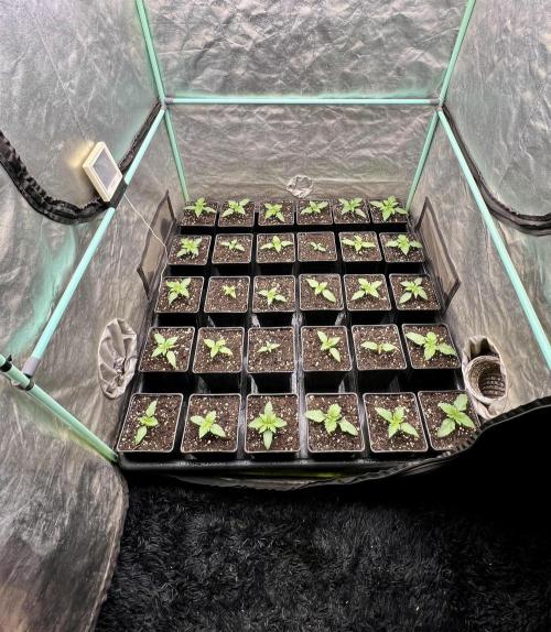 Mint Runtz. Week 1