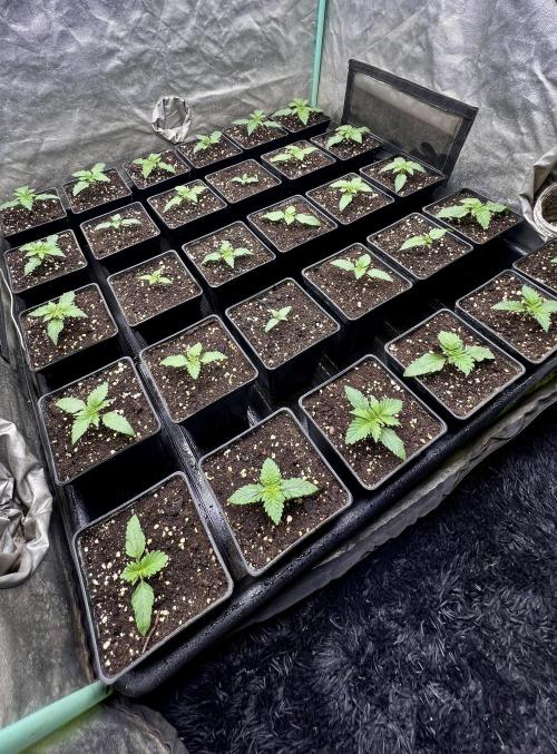 Mint Runtz. Week 1