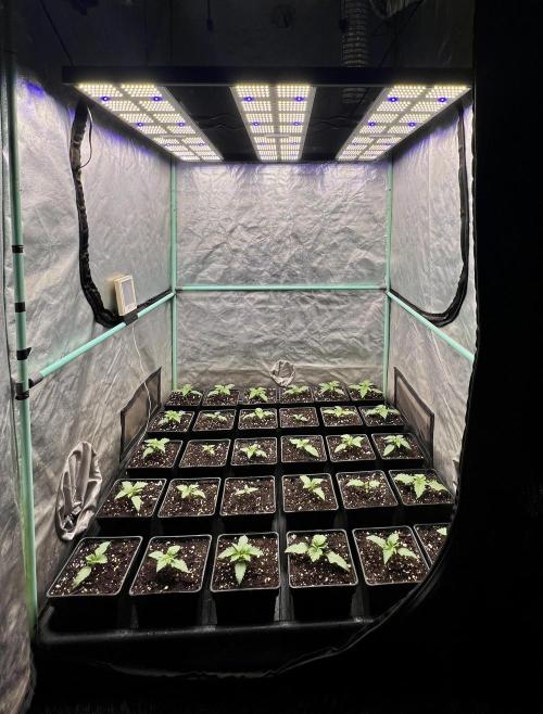 Mint Runtz. Week 1