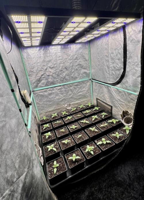 Mint Runtz. Week 1