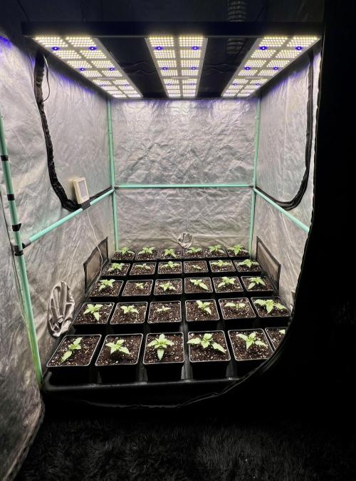 Mint Runtz. Week 1