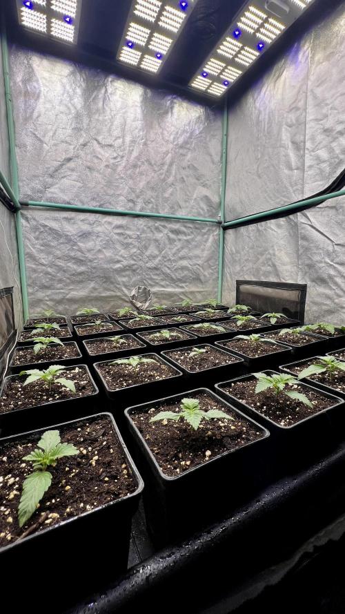 Mint Runtz. Week 1