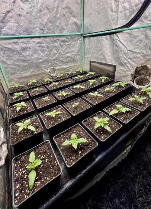 Mint Runtz. Week 1
