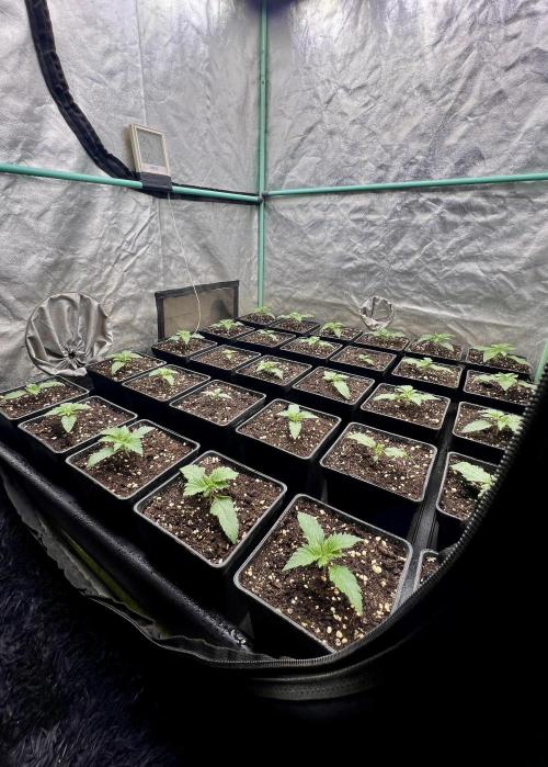 Mint Runtz. Week 1