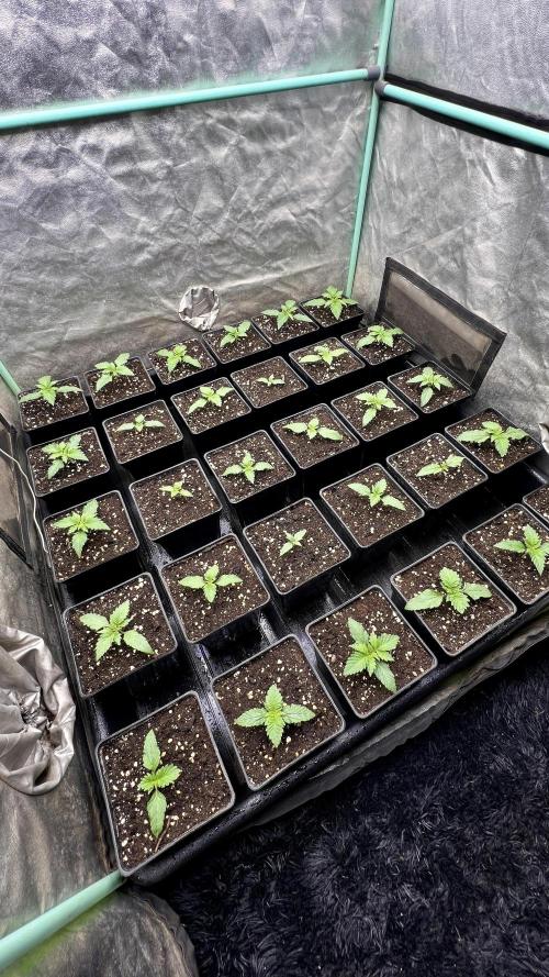 Mint Runtz. Week 1