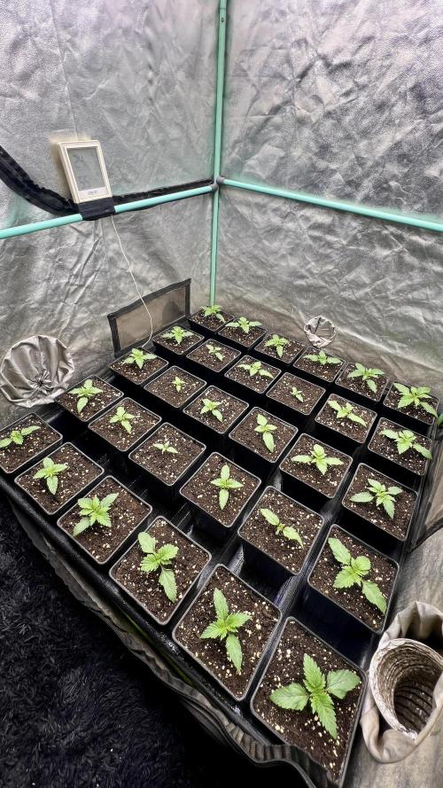 Mint Runtz. Week 1