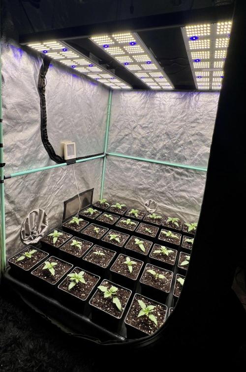 Mint Runtz. Week 1