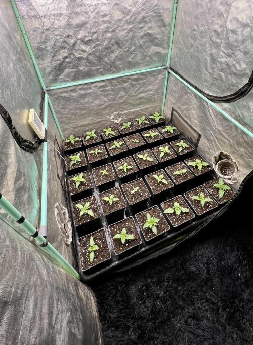 Mint Runtz. Week 1