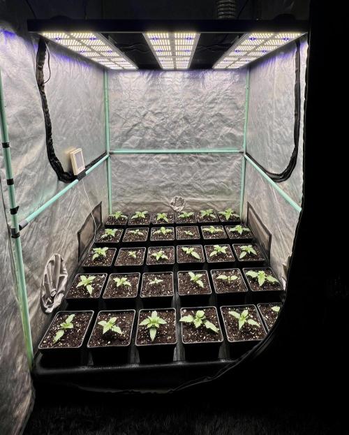 Mint Runtz. Week 1