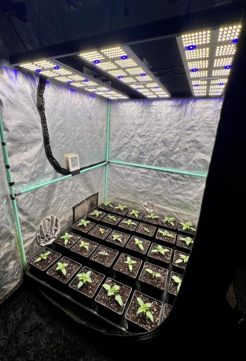 Mint Runtz. Week 1