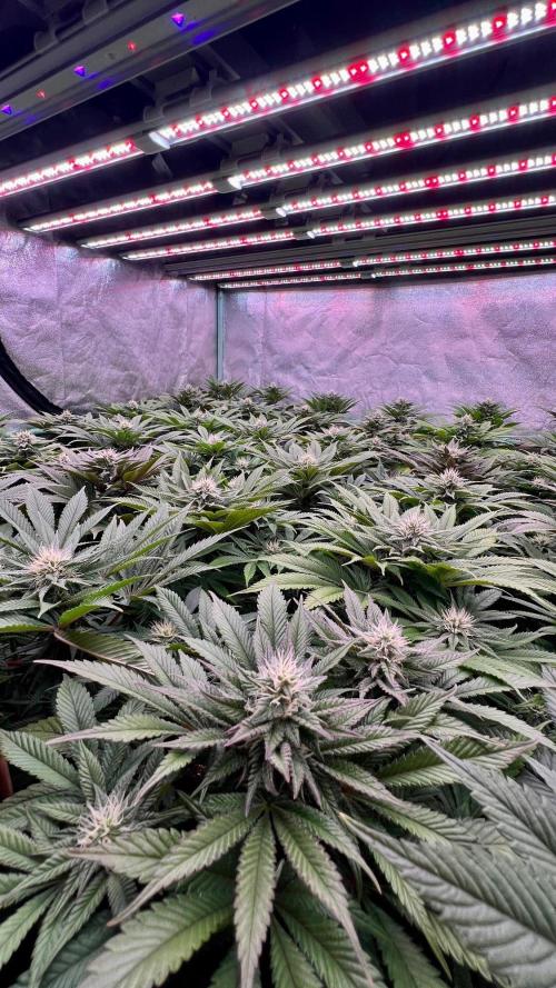 Gold Bar Kush. Week 7
