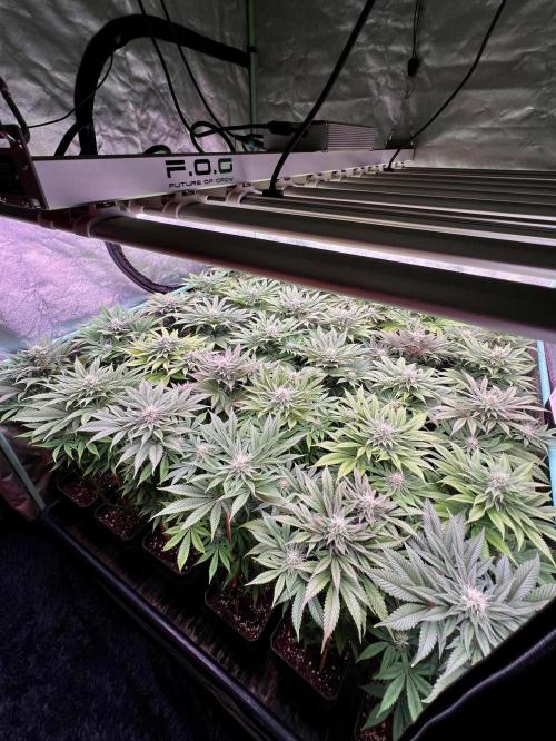 Gold Bar Kush. Week 7