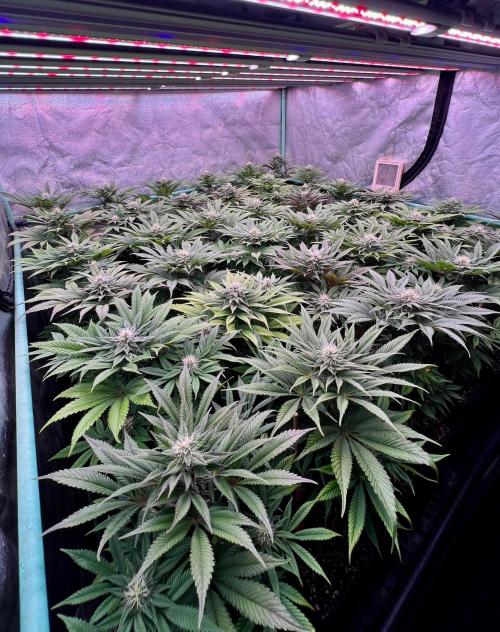 Gold Bar Kush. Week 7