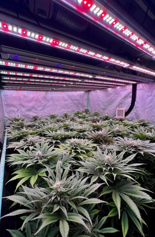 Gold Bar Kush. Week 7