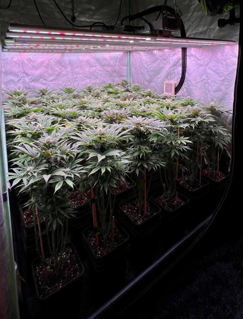 Gold Bar Kush. Week 7