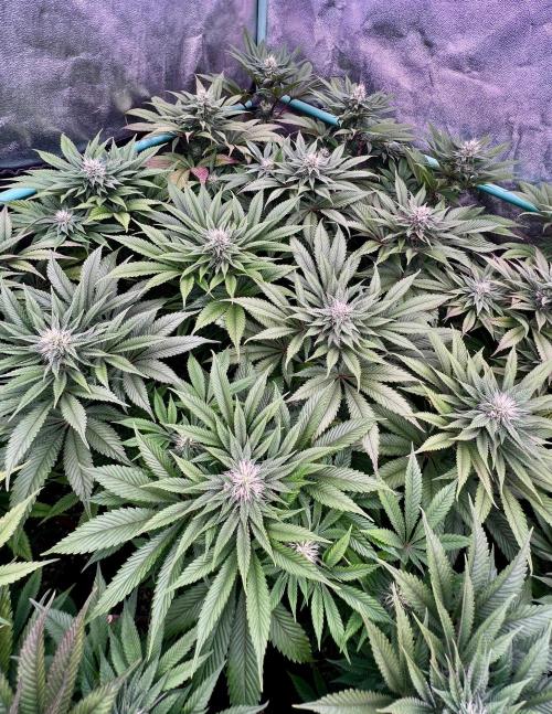 Gold Bar Kush. Week 7