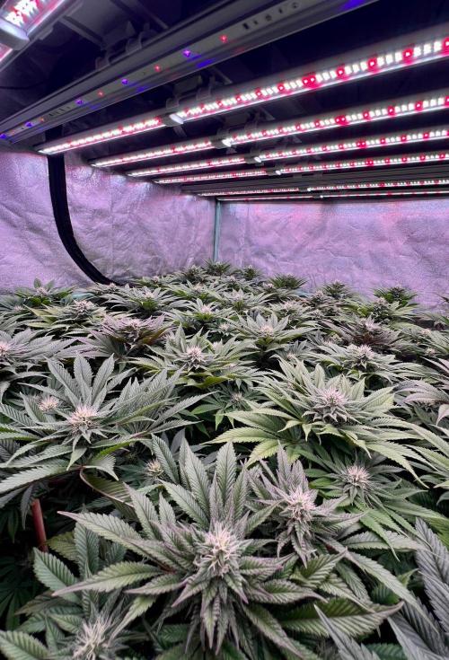 Gold Bar Kush. Week 7