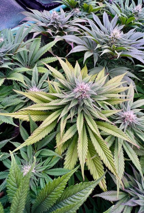 Gold Bar Kush. Week 7