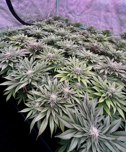 Gold Bar Kush. Week 7
