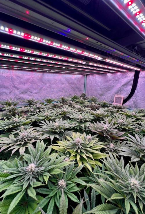 Gold Bar Kush. Week 7