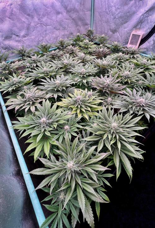 Gold Bar Kush. Week 7