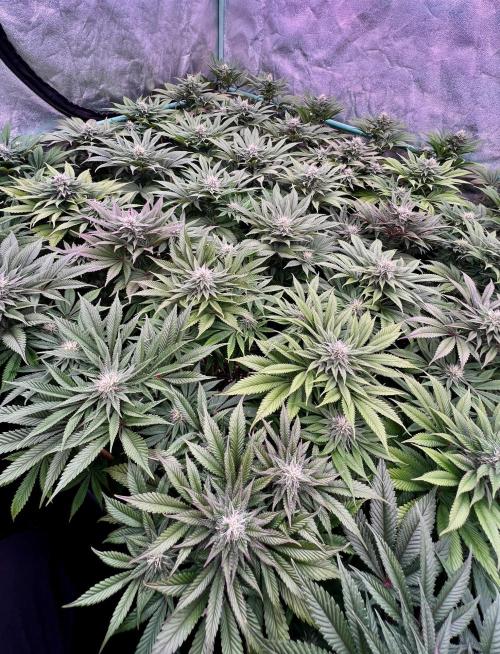 Gold Bar Kush. Week 7