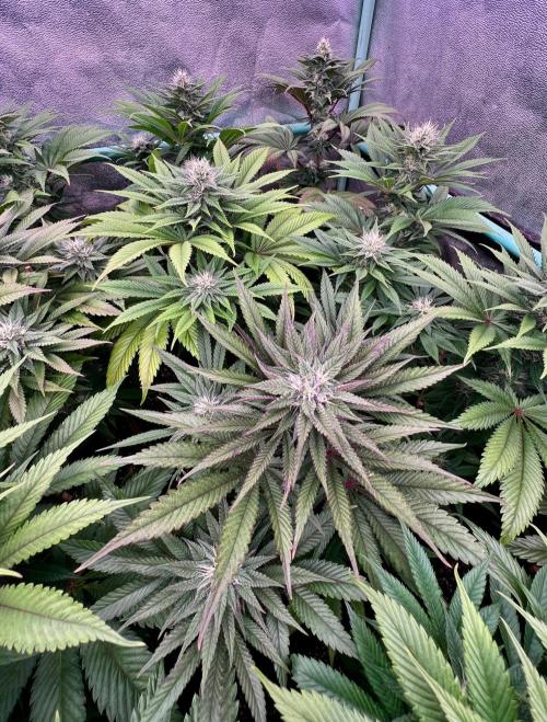 Gold Bar Kush. Week 7