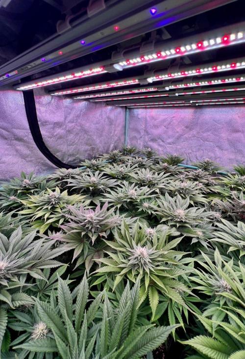 Gold Bar Kush. Week 7