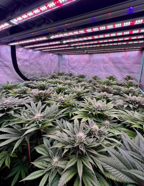 Gold Bar Kush. Week 7