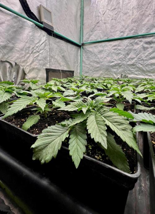 Mint Runtz. Week 2