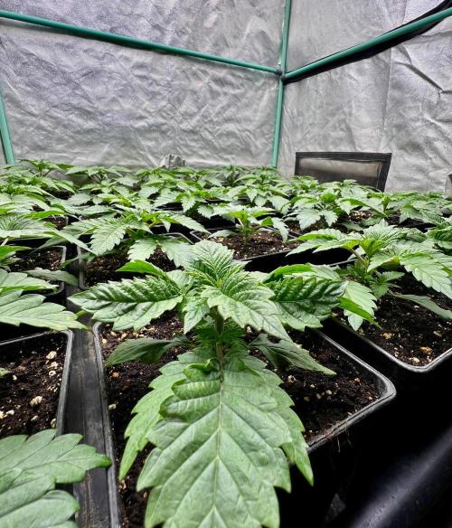 Mint Runtz. Week 2