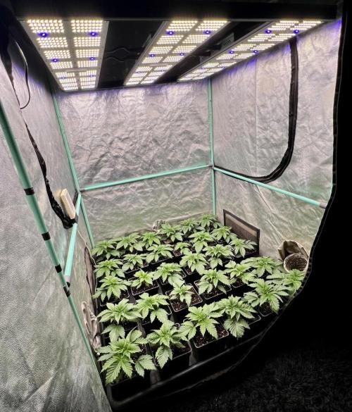 Mint Runtz. Week 2