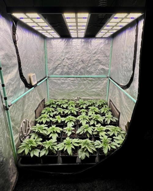 Mint Runtz. Week 2