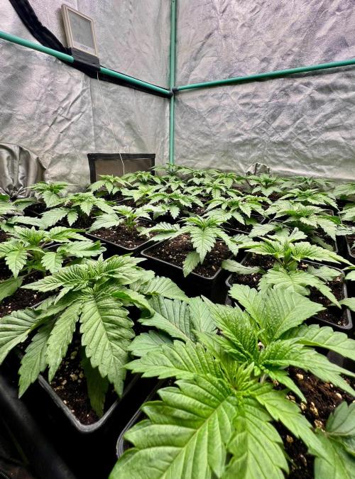 Mint Runtz. Week 2