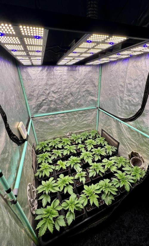 Mint Runtz. Week 2