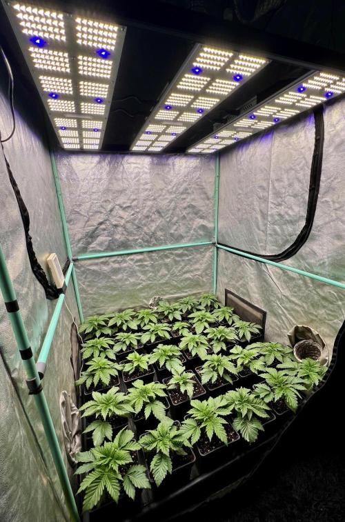 Mint Runtz. Week 2