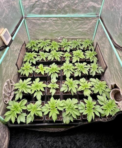 Mint Runtz. Week 2
