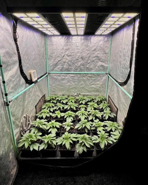 Mint Runtz. Week 2