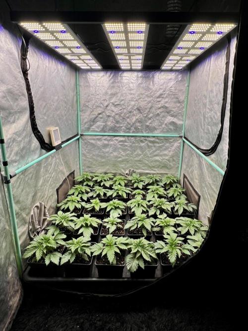 Mint Runtz. Week 2