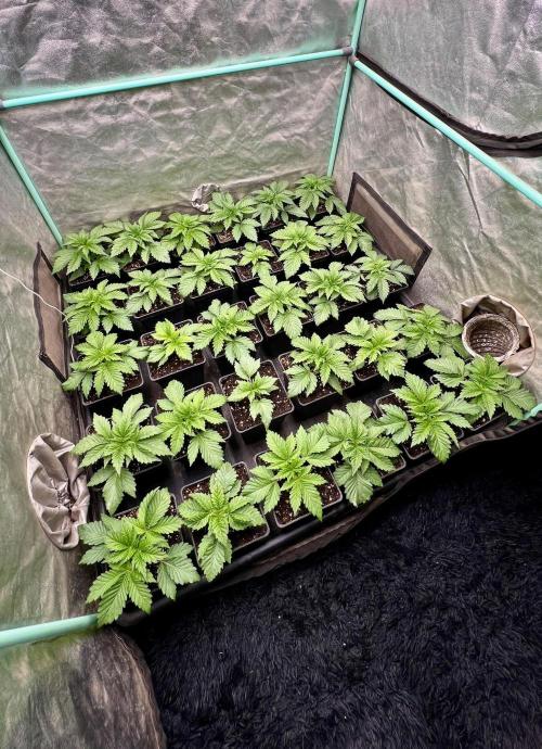 Mint Runtz. Week 2
