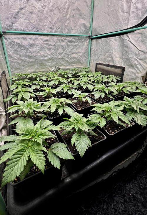 Mint Runtz. Week 2