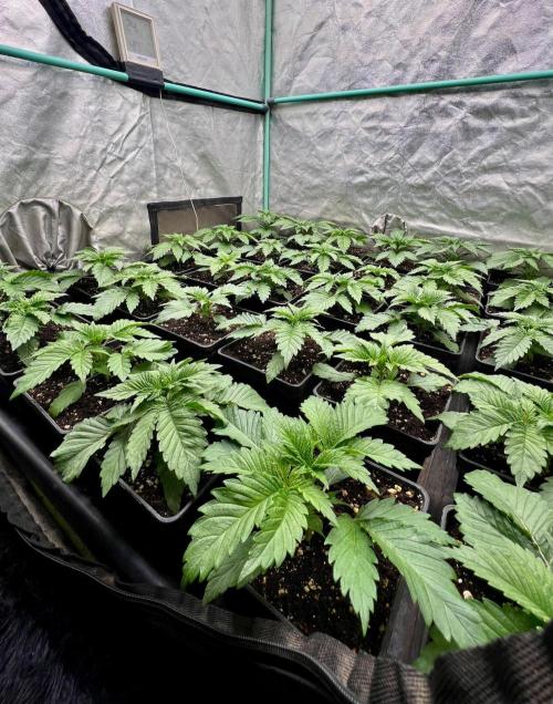 Mint Runtz. Week 2
