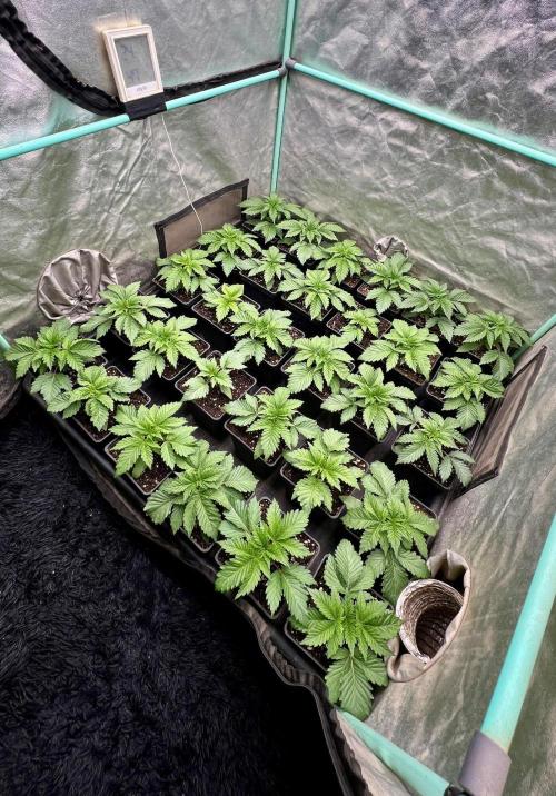 Mint Runtz. Week 2