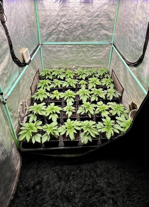 Mint Runtz. Week 2
